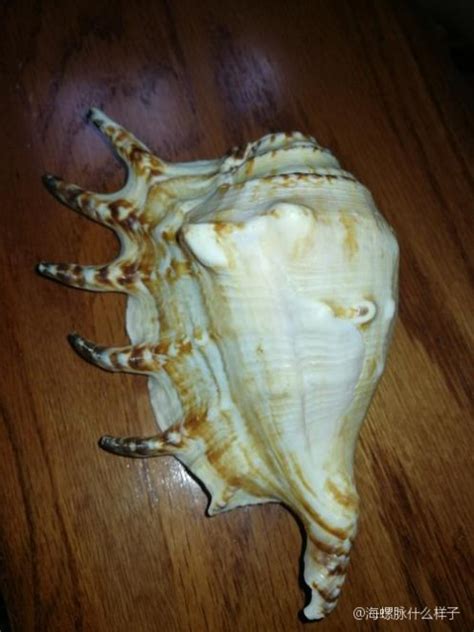 青龙 海螺脉